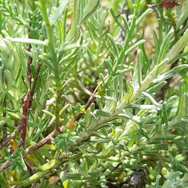 Helichrysum stoechas Лист