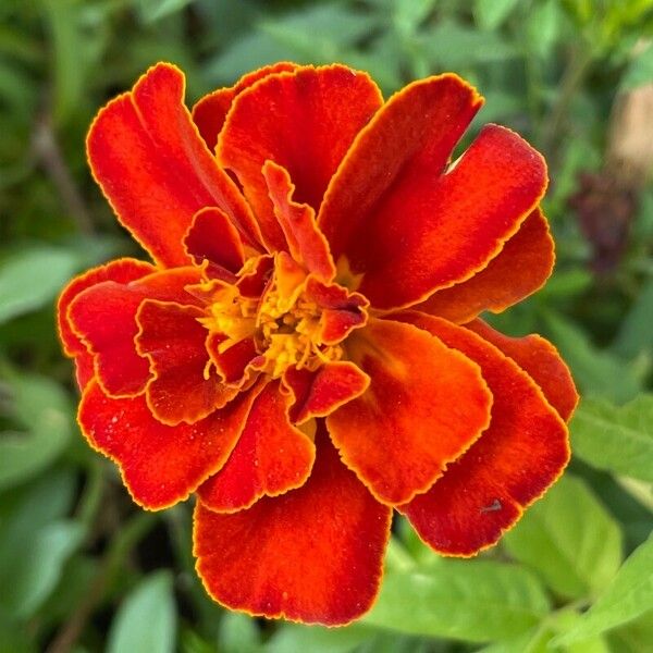 Tagetes patula Flower