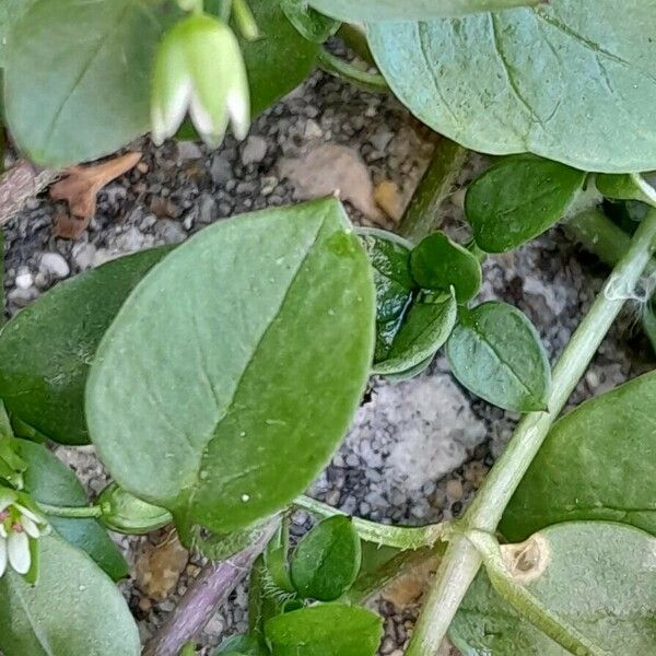 Stellaria media Leaf