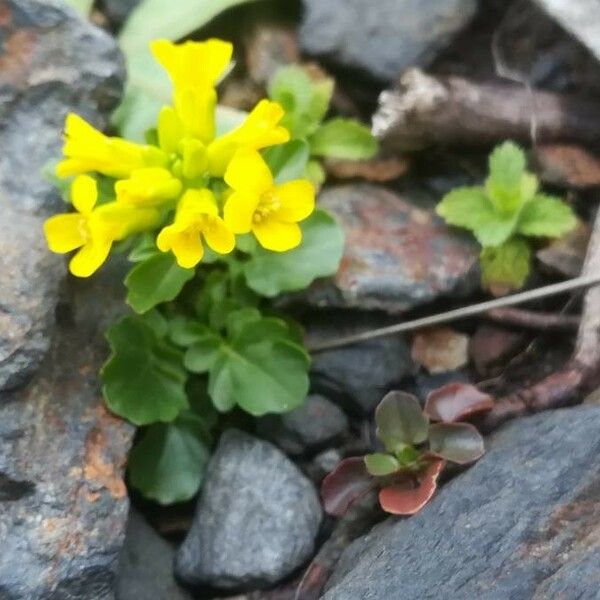 Barbarea verna Flower