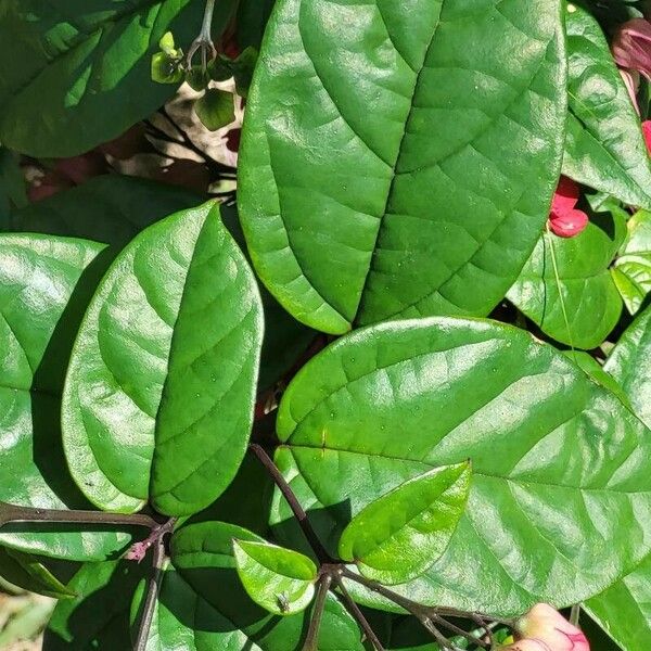 Clerodendrum thomsoniae 葉