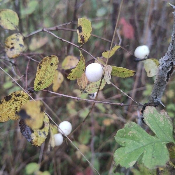 Symphoricarpos albus Плод