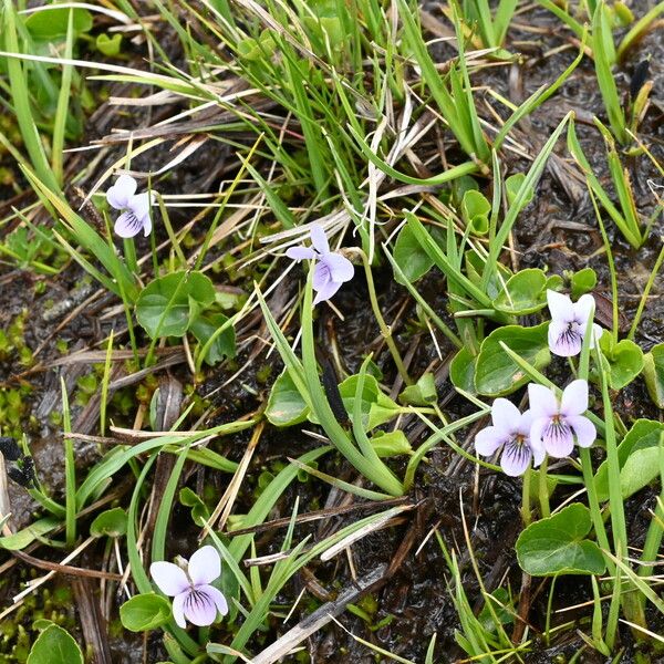 Viola palustris অভ্যাস