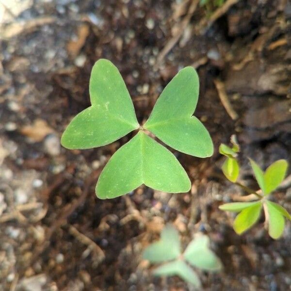 Oxalis latifolia Folio