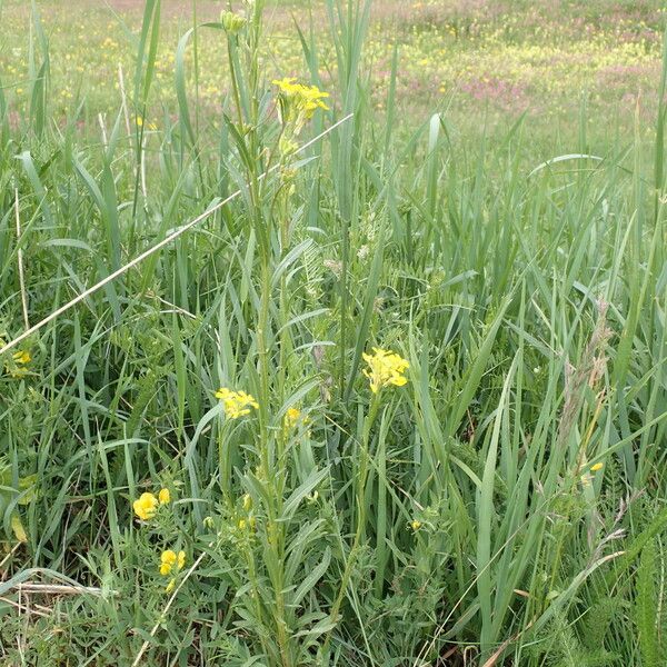 Erysimum virgatum Habit