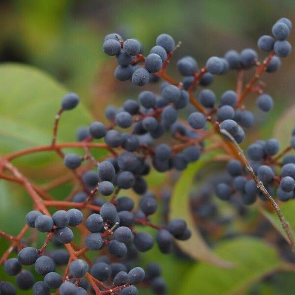 Ligustrum lucidum Плод