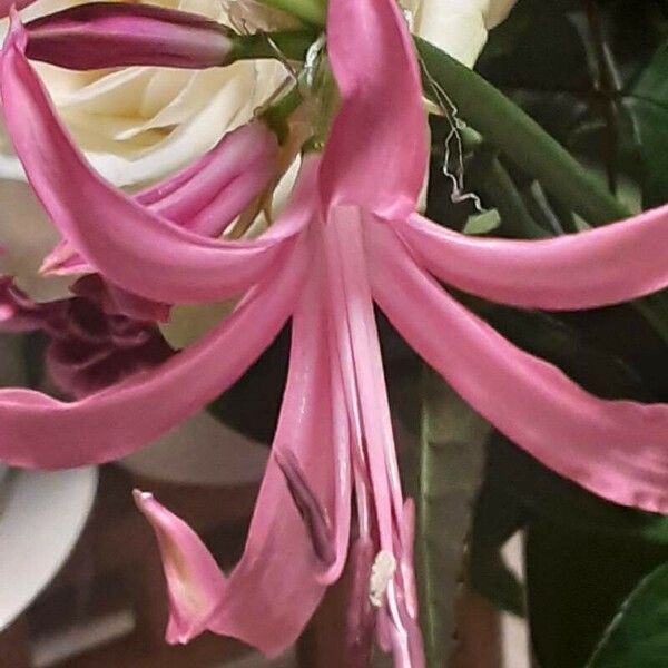 Nerine bowdenii Kukka