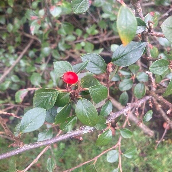 Cotoneaster simonsii Φρούτο