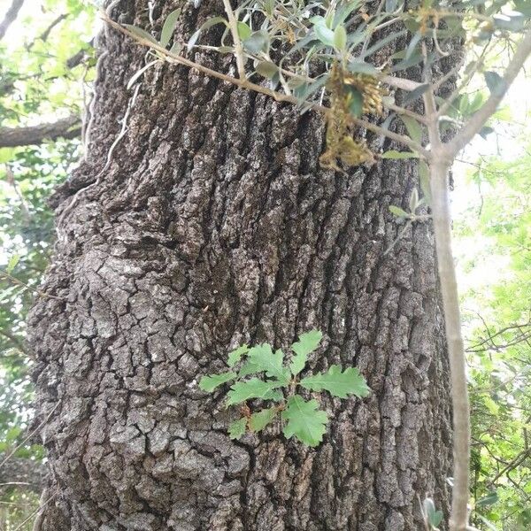 Quercus pubescens Žievė