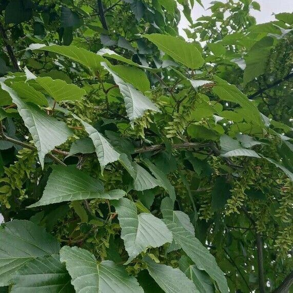 Acer davidii عادت