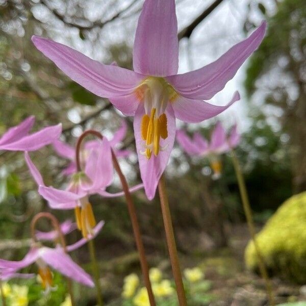 Erythronium revolutum Fiore