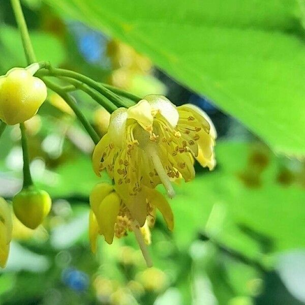 Tilia americana Žiedas