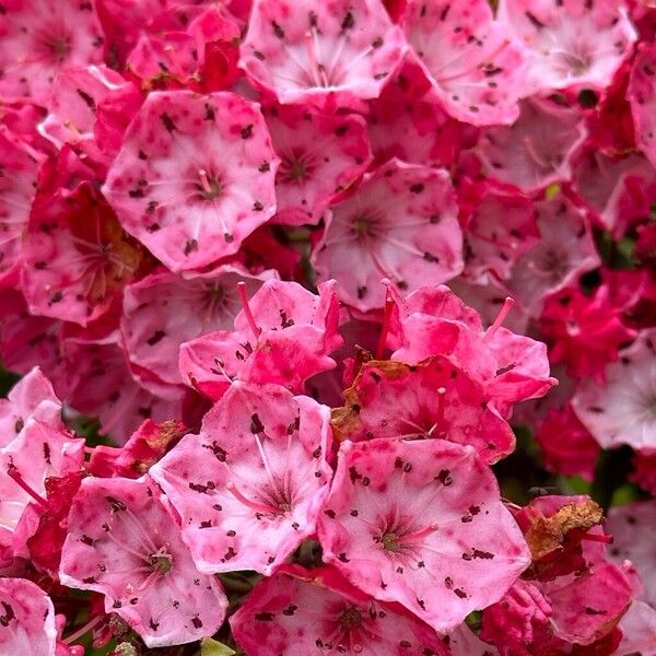 Kalmia latifolia Flor