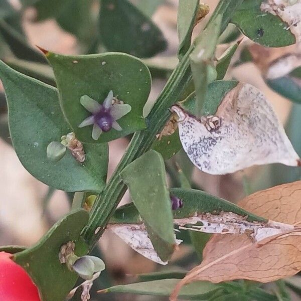 Ruscus aculeatus Flower