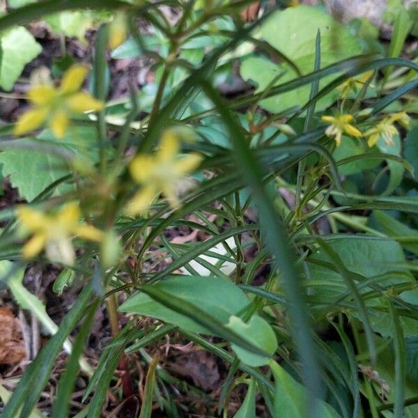 Lysimachia lanceolata Leaf