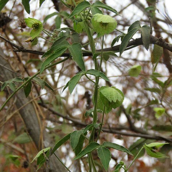 Dalechampia scandens Leaf