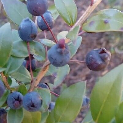 Myrtus communis Fruit