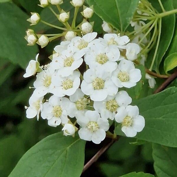 Spiraea cantoniensis Cvet