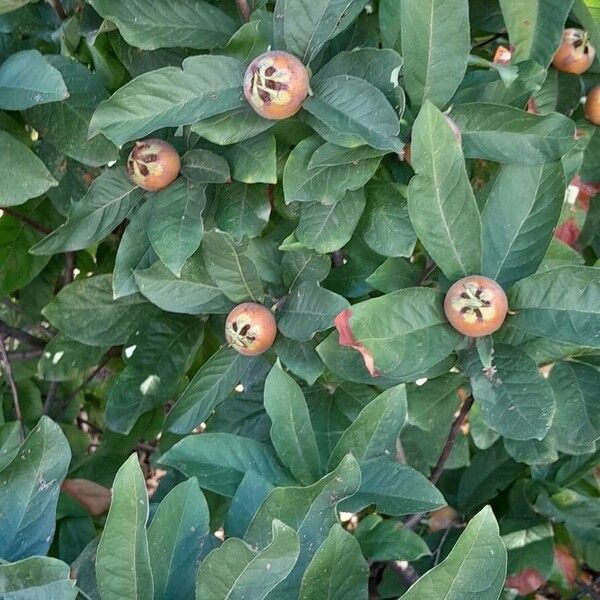 Crataegus germanica Yeri