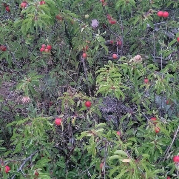 Prunus rivularis Fruit