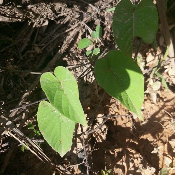 Merremia umbellata Leaf