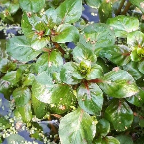 Ludwigia palustris ᱥᱟᱠᱟᱢ