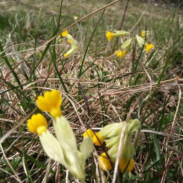 Primula veris Blüte