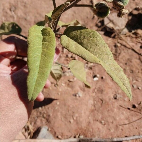 Solanum lycocarpum পাতা