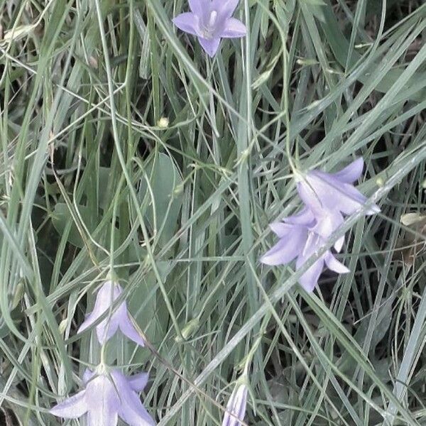 Campanula rotundifolia Flower