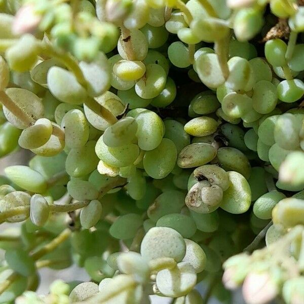 Sedum dasyphyllum Yaprak