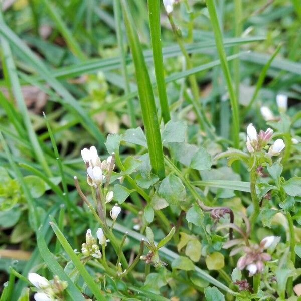 Cardamine parviflora Flower