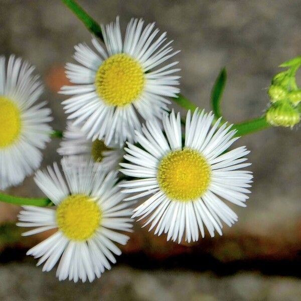 Erigeron strigosus Altro