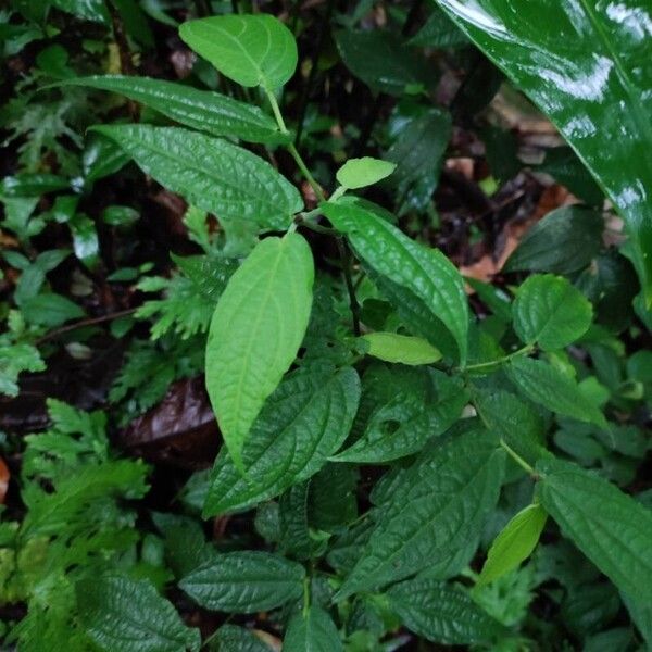 Piper obscurifolium Leaf