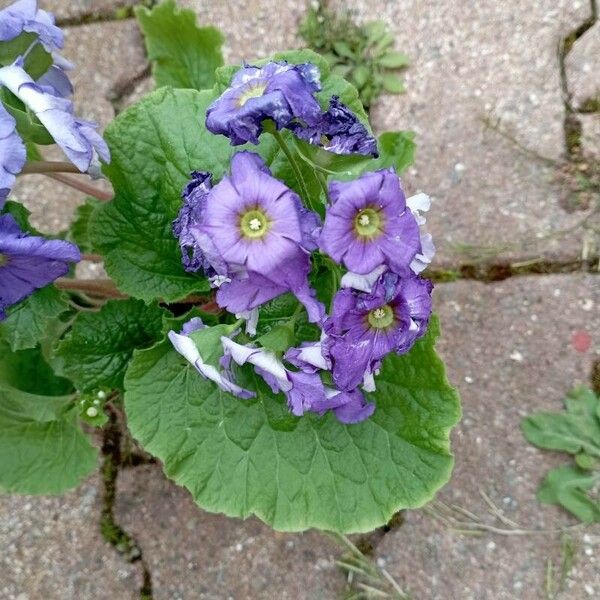 Primula obconica ফুল