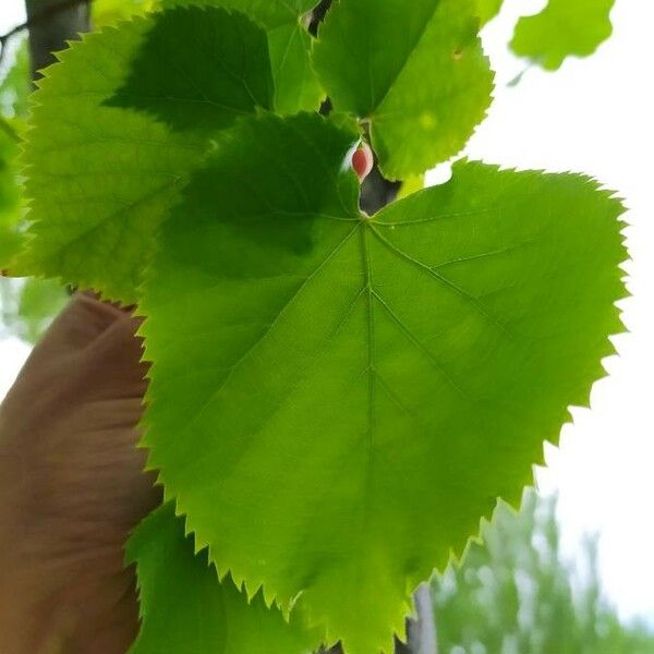 Tilia platyphyllos Leaf