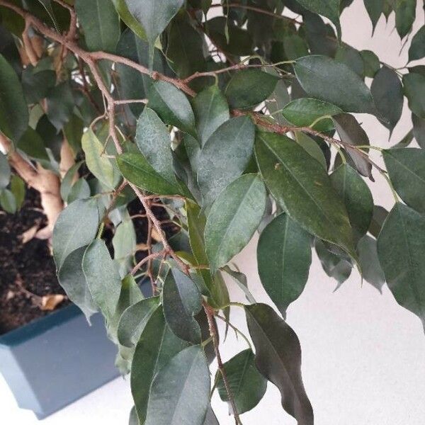 Ficus benjamina पत्ता