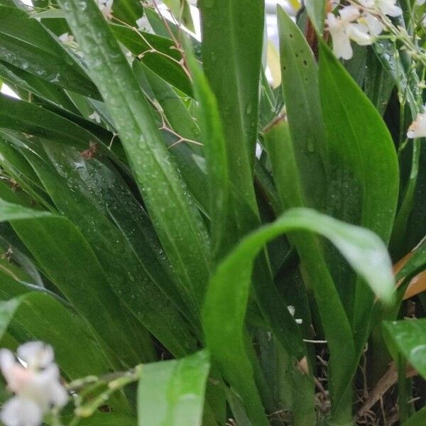 Oncidium baueri Folha