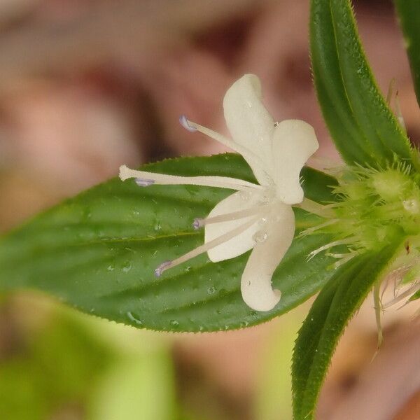 Spermacoce princeae Blomst