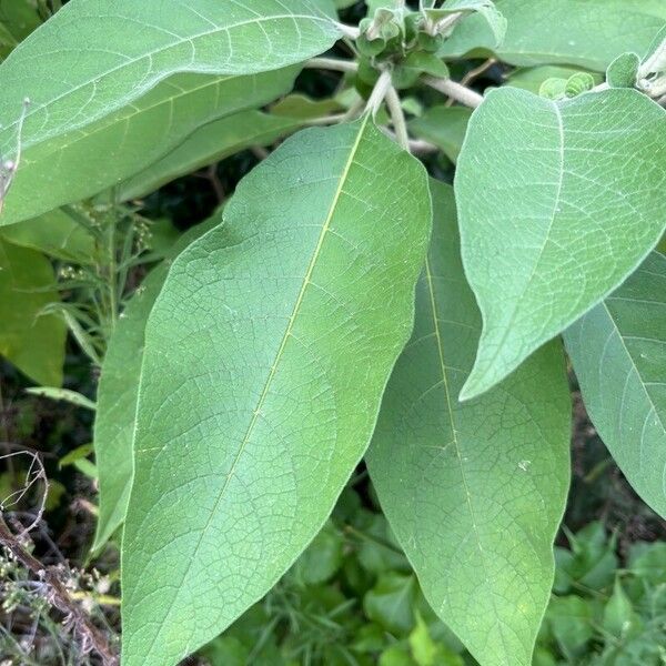 Solanum mauritianum Lapas