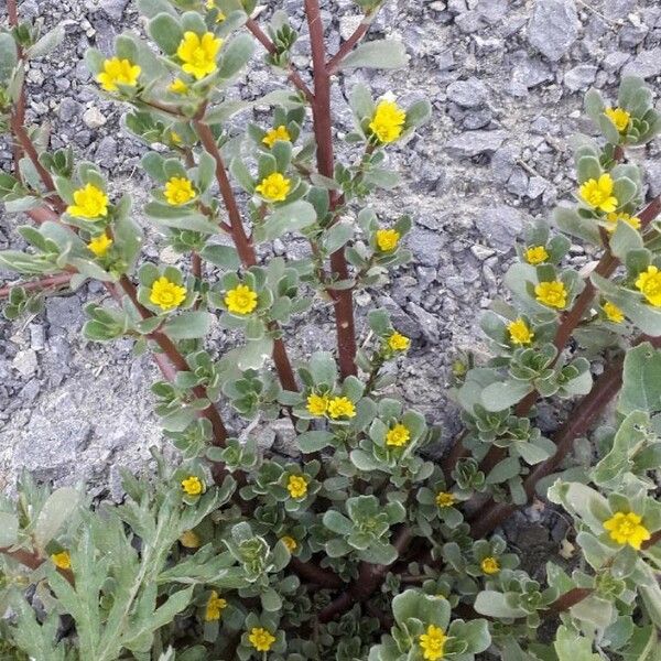 Portulaca oleracea Blad