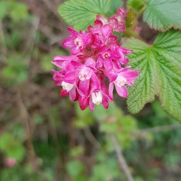 Ribes malvaceum Flor