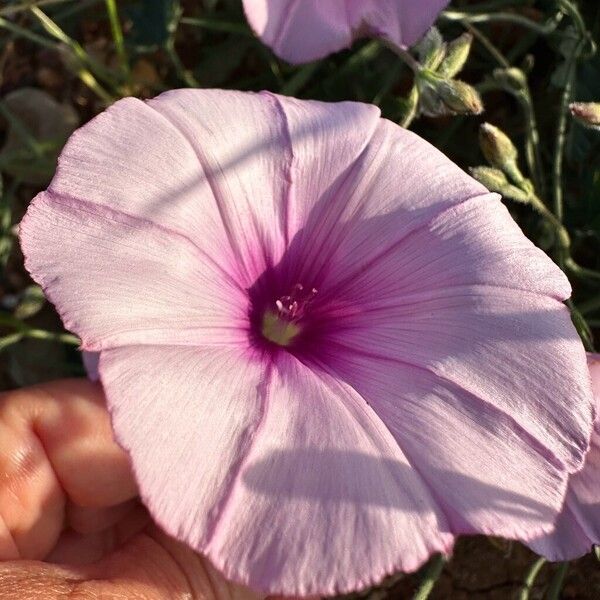 Convolvulus althaeoides फूल