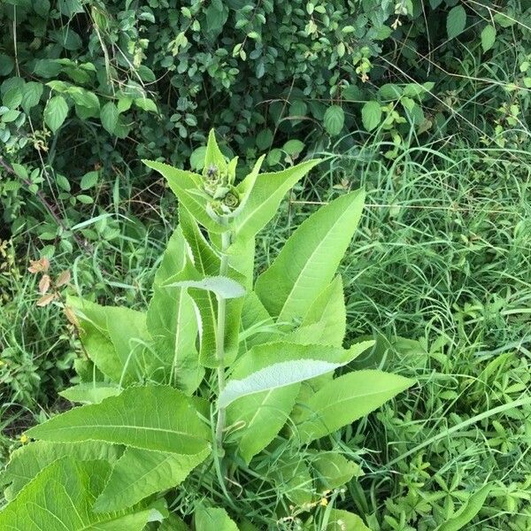 Inula helenium Blatt