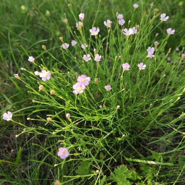 Gypsophila muralis Elinympäristö