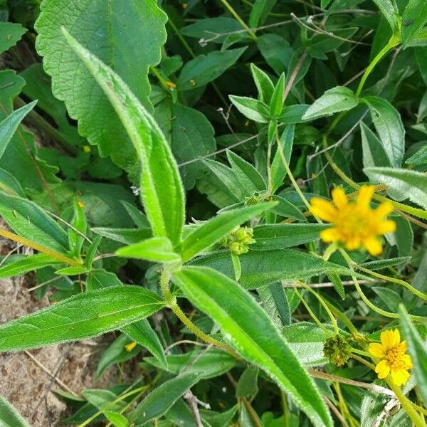 Aspilia mossambicensis Leaf