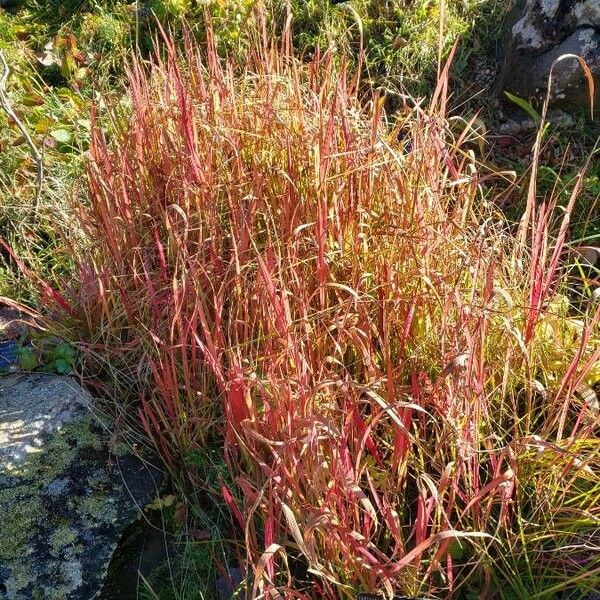 Imperata cylindrica Habit