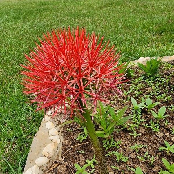 Scadoxus multiflorus Floro