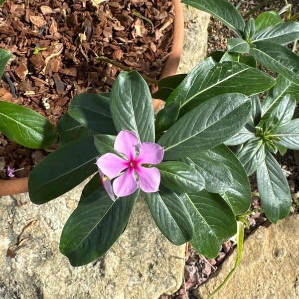 Catharanthus roseus Bloem