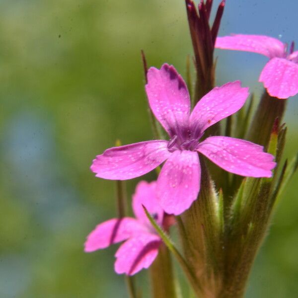 Dianthus armeria 花
