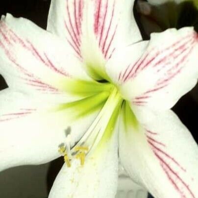 Hippeastrum vittatum Flower